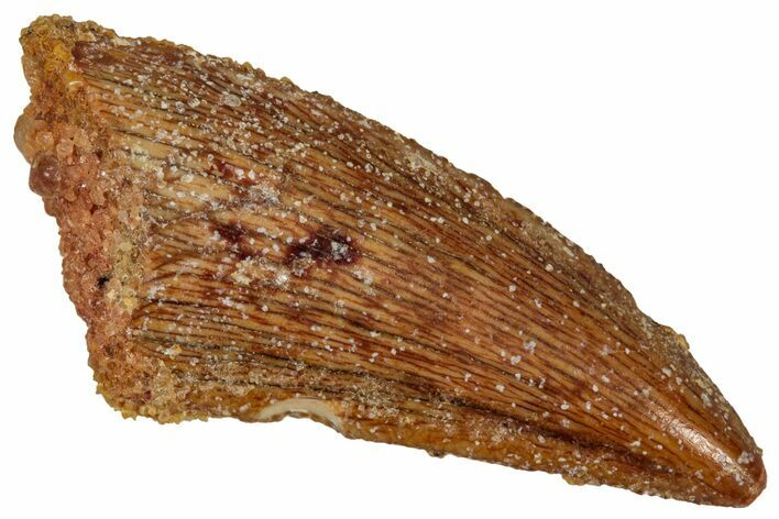 Serrated Raptor Tooth - Real Dinosaur Tooth #333374
